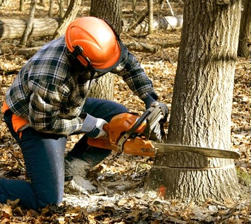 Arborist assessing tree health in Mississippi